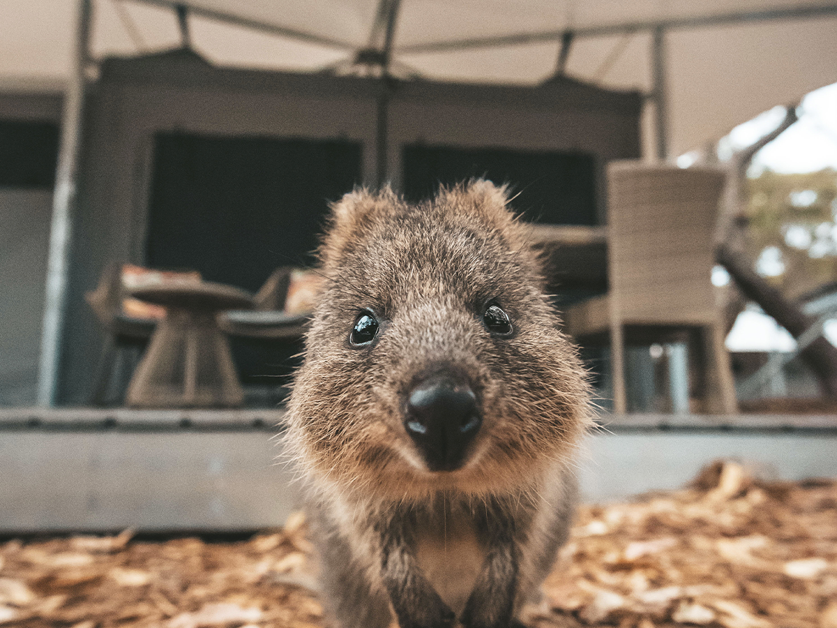 Quokka selfie Rottnest Island