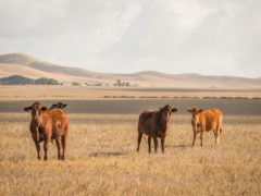 5 ways we can support Aussie farmers in their time of need