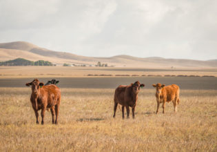 5 ways we can support Aussie farmers in their time of need