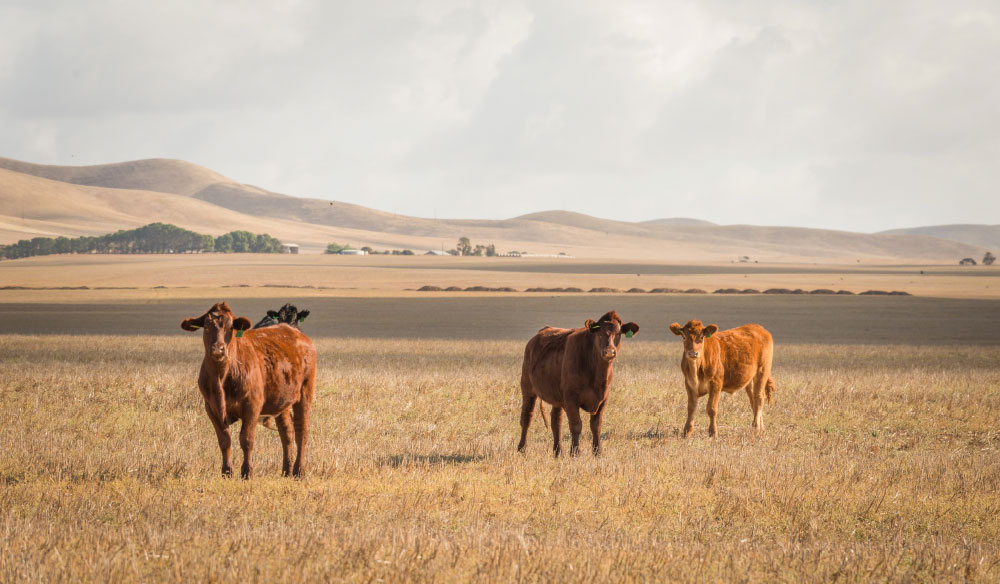 5 ways we can support Aussie farmers in their time of need
