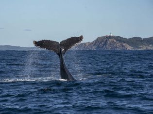 Byron whales