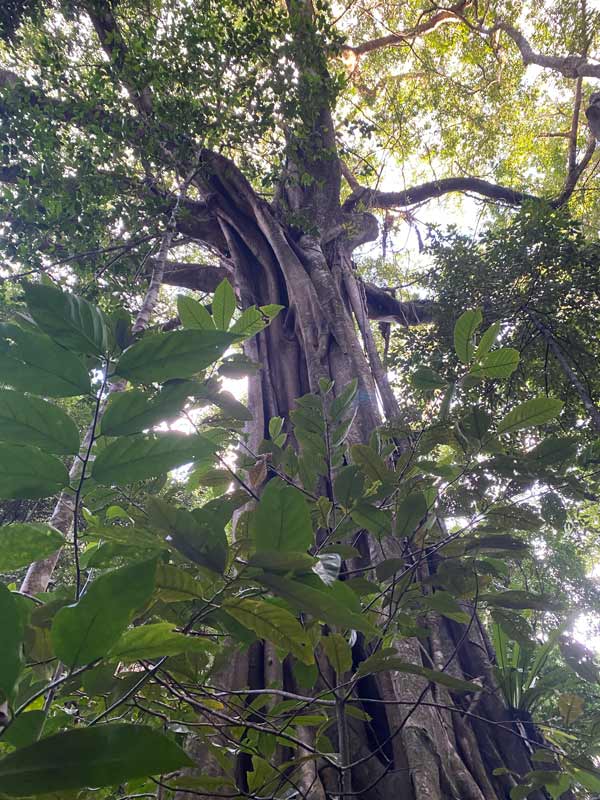 Giant strangler fig tree. (Image: Emily Murphy)
