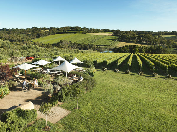 the scenic vineyard at Montalto winery