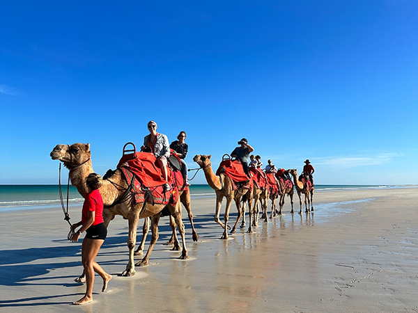 Red Sun Camels, Broome
