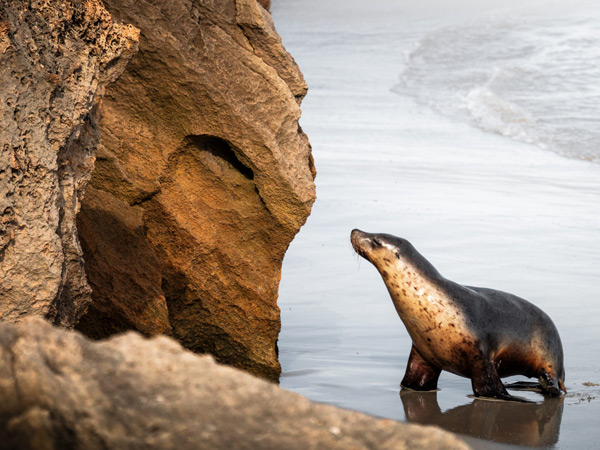 a seal spotted at Seal Bay Conservation Park