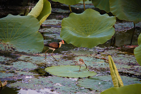 Jesus birds, Yellow Water Cruises, Kakadu.