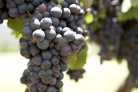 Tyrrell's wines
