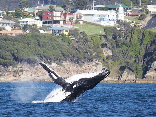 Whale breaching in Eden