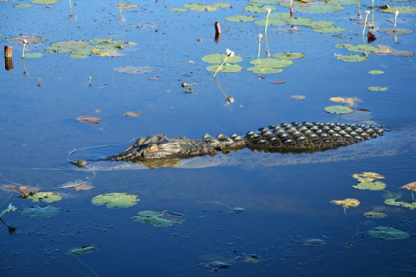 saltwater crocodile.