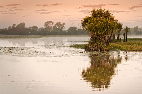 Yellow water billabong.