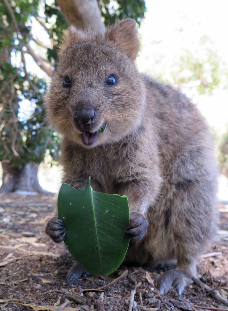 9 Best Places To See Australia's Wildlife