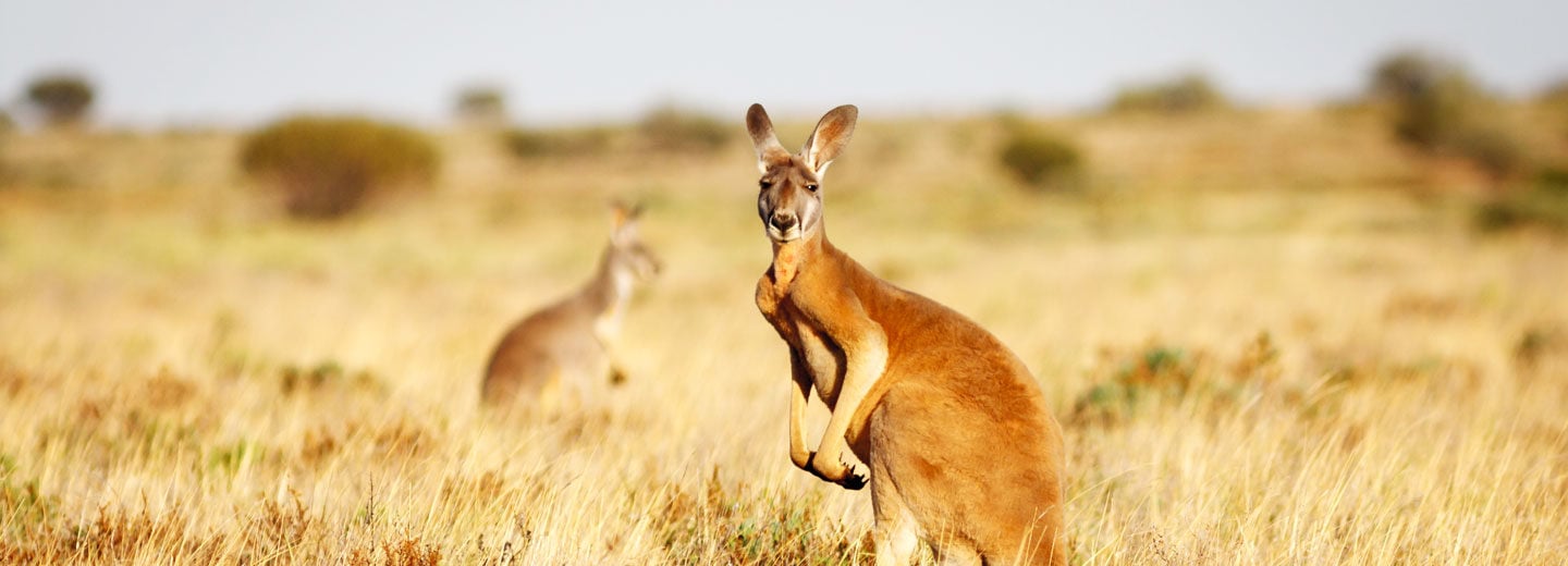 Svarende til Elektrisk olie 9 Best Places To See Australia's Wildlife