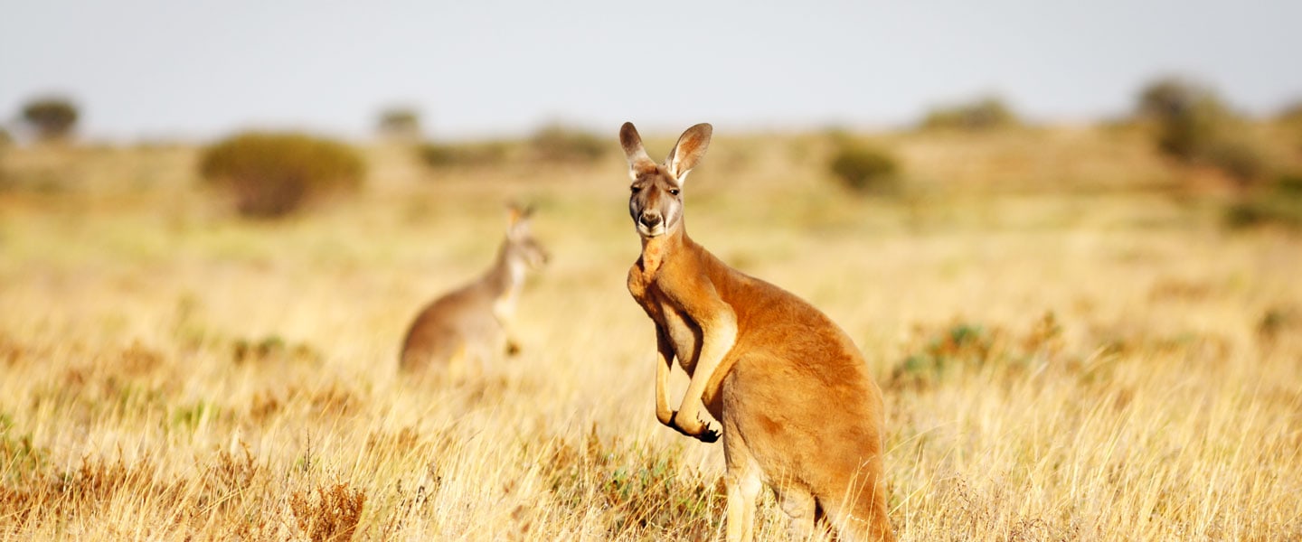 wild kangaroos in australia