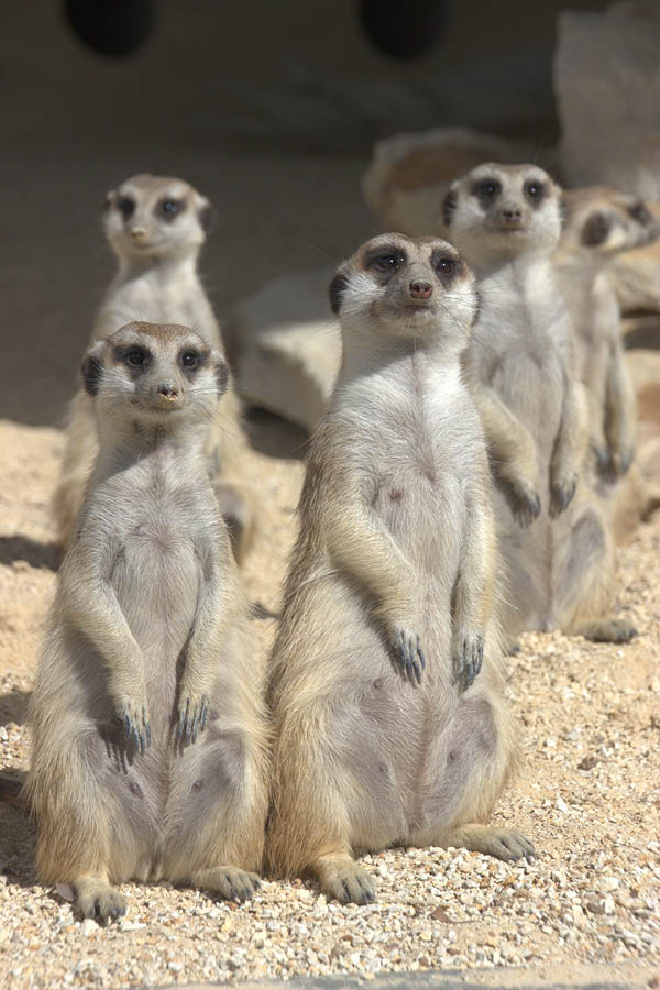 Hunter Valley Zoo