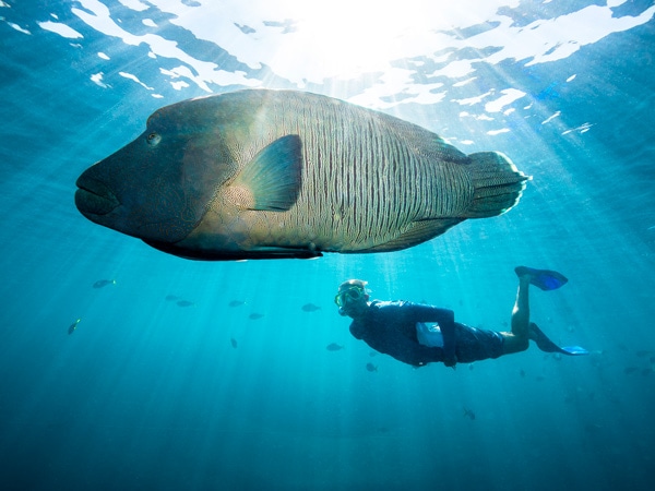 a person snorkelling under a large Maori Wrasse, Cruise Whitsundays