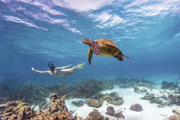 Coral Bay Turtle