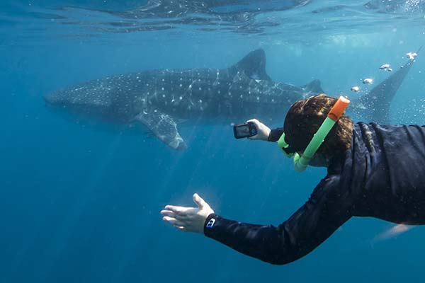 Swimming with whale shark