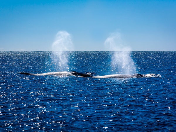 Orcas off the coast of Western Australia