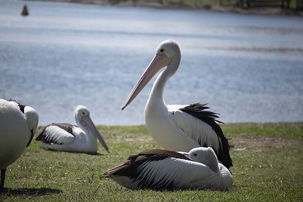 Lake Macquarie