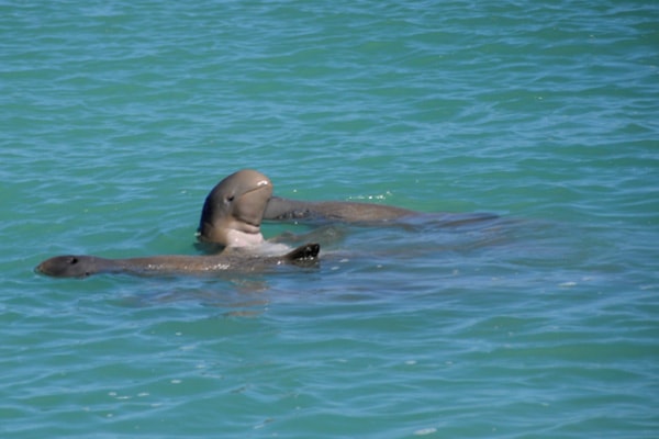 snubfin dolphins Broome