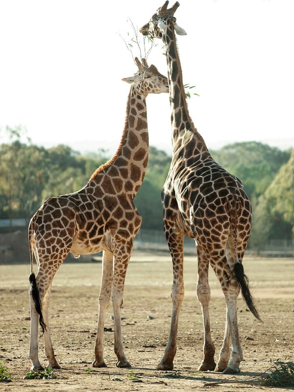 Meet the giraffes at Western Plains Zoo