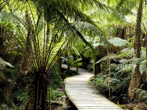 Otway Rainforest, accessible from the Twelve Apostles