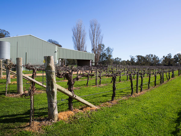 vineyard views surrounding Lazy River Estate, Dubbo