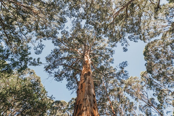 South West WA Trees