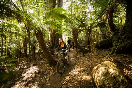 The Blue Derby Mountain Bike Trails