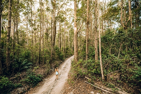 Fraser Island Walking Trail