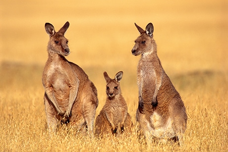 Maria Island in Tasmania