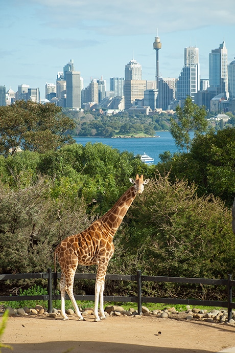 Taronga Zoo