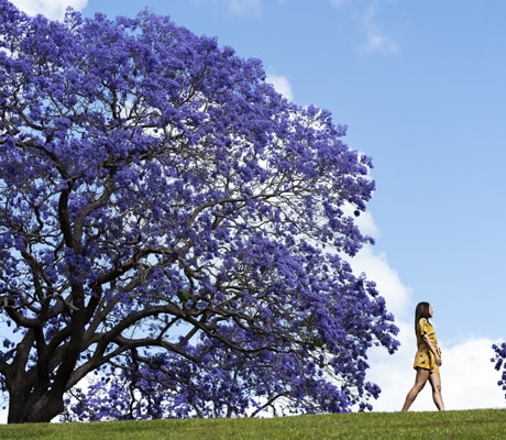 Grafton Jacarandas