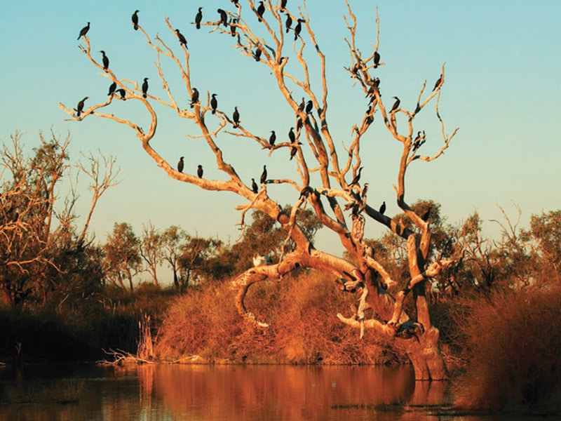 Birdsville Wildlife