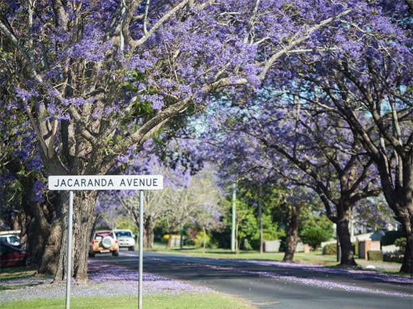 Grafton Jacaranda Festival