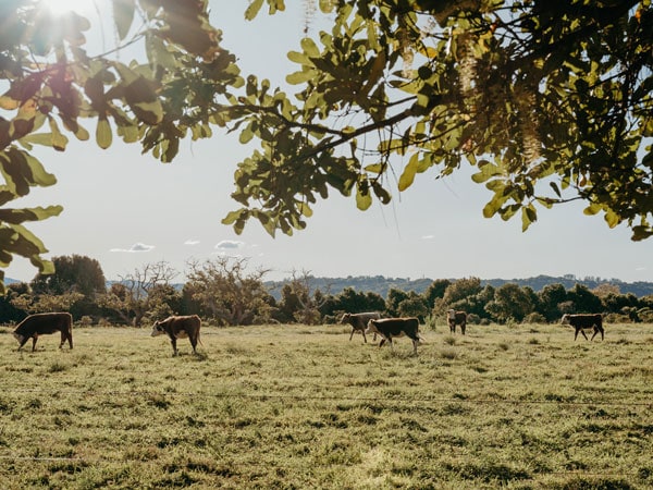 cows roaming around Farm & Co Kingscliff