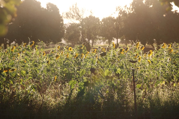 Farm & Co Kingscliff