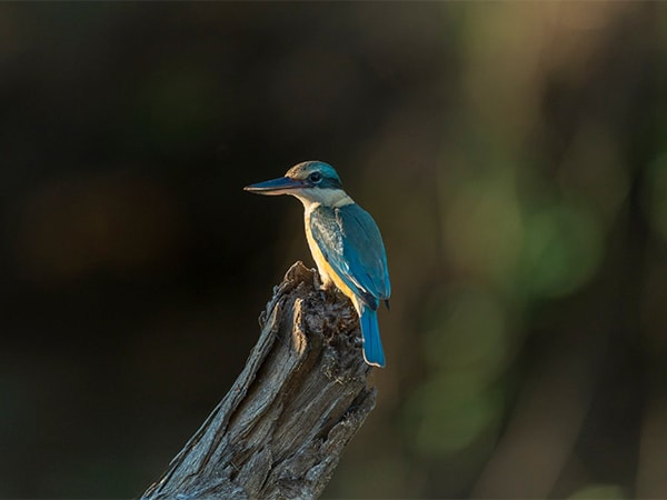 bird in Kakadu