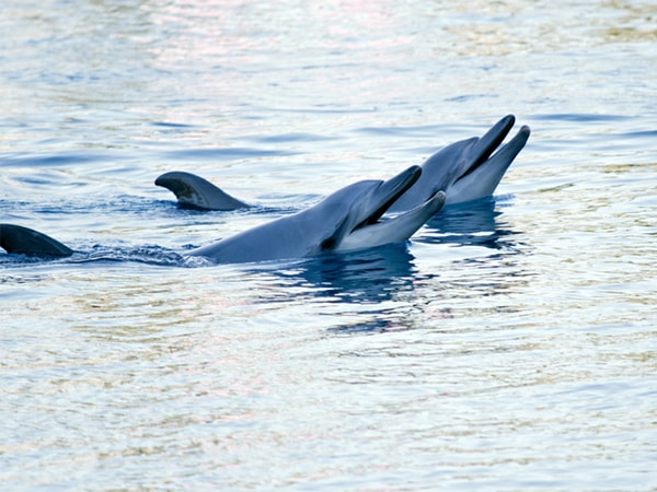the Adelaide Dolphin Sanctuary