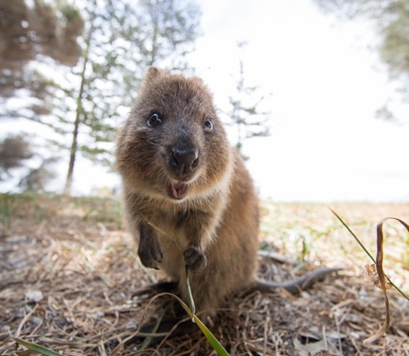 The quokka selfie