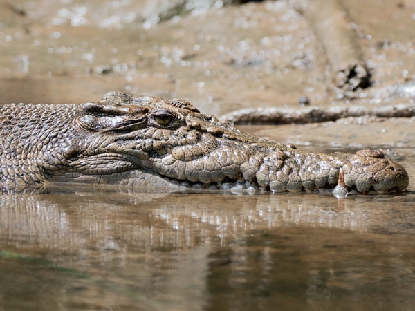 a freshwater crocodile lurking around King Ash Bay