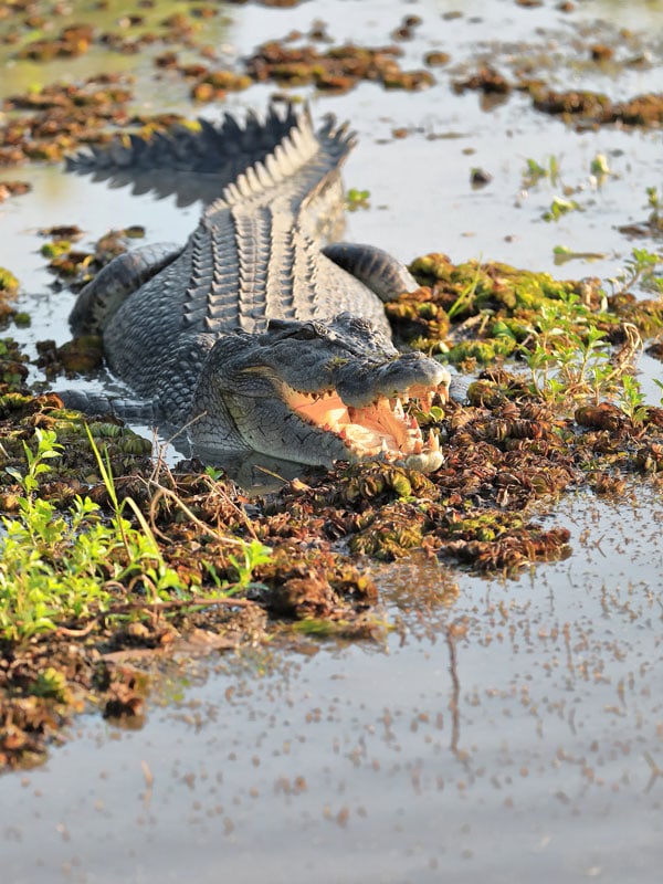 a freshwater crocodile in King Ash Bay