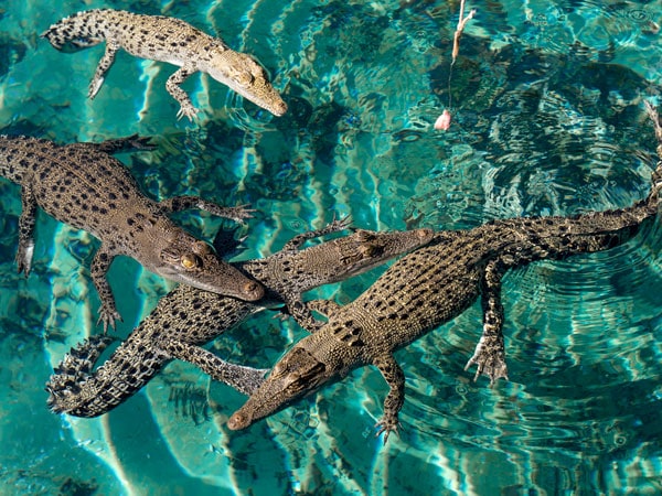 a top view of crocodiles in Darwin Crocosaurus Cove
