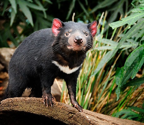 Tasmanian Devil