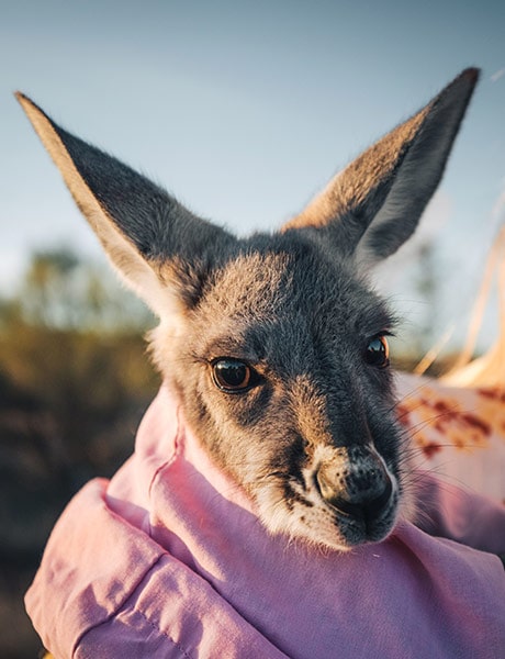 Kangaroo at The Kangaroo Sanctuary