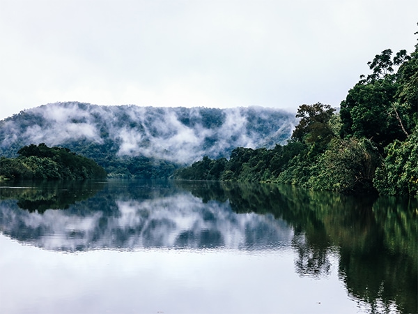 Daintree