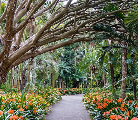 Sydney Royal Botanic Gardens