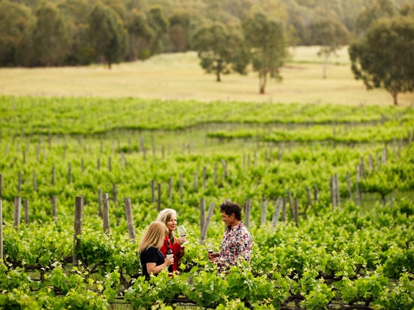 Gemtree Vines in Mclaren Vale