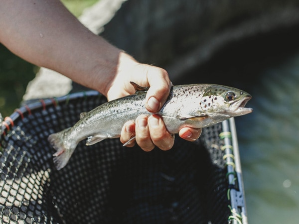 41 South Tasmania salmon