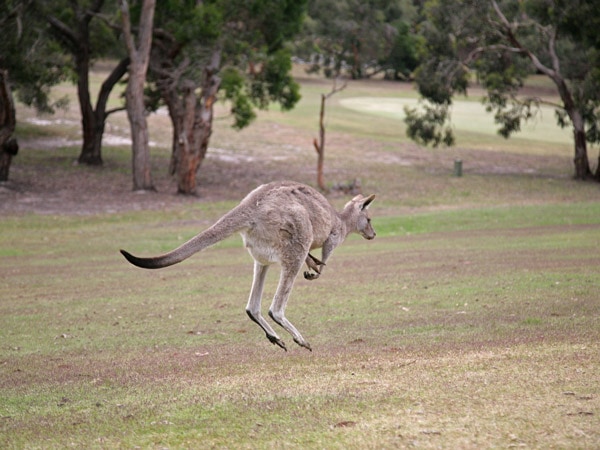 Anglesea Golf Course Kangaroos
